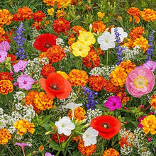 Load image into Gallery viewer, LAST DAY SALE 50% OFF - 💝Mixed Perennial Flowers Seeds-Over 60 kinds mixed