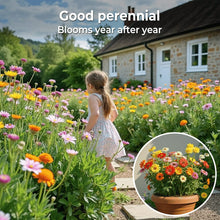 Load image into Gallery viewer, LAST DAY SALE 50% OFF - 💝Mixed Perennial Flowers Seeds-Over 60 kinds mixed