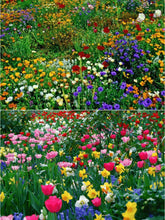 Load image into Gallery viewer, LAST DAY SALE 50% OFF - 💝Mixed Perennial Flowers Seeds-Over 60 kinds mixed
