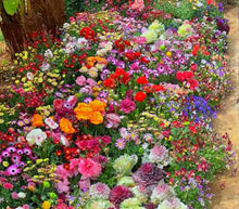 Load image into Gallery viewer, LAST DAY SALE 50% OFF - 💝Mixed Perennial Flowers Seeds-Over 60 kinds mixed
