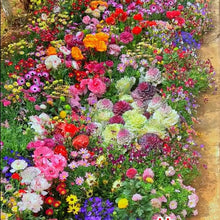 Load image into Gallery viewer, LAST DAY SALE 50% OFF - 💝Mixed Perennial Flowers Seeds-Over 60 kinds mixed
