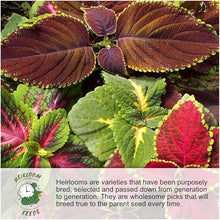 Load image into Gallery viewer, LAST DAY SALE 50% OFF - 💝Mixed Perennial Flowers Seeds-Over 60 kinds mixed
