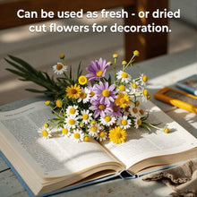 Load image into Gallery viewer, LAST DAY SALE 50% OFF - 💝Mixed Perennial Flowers Seeds-Over 60 kinds mixed
