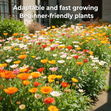 Load image into Gallery viewer, LAST DAY SALE 50% OFF - 💝Mixed Perennial Flowers Seeds-Over 60 kinds mixed
