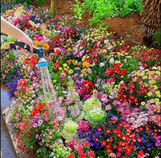 LAST DAY SALE 50% OFF - 💝Mixed Perennial Flowers Seeds-Over 60 kinds mixed