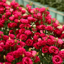 Load image into Gallery viewer, Easy Bloom Eustoma Premium Seeds
