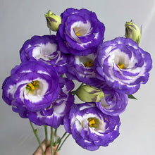 Load image into Gallery viewer, Easy Bloom Eustoma Premium Seeds
