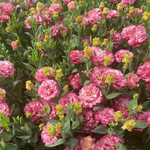 Load image into Gallery viewer, Easy Bloom Eustoma Premium Seeds
