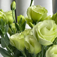 Load image into Gallery viewer, Easy Bloom Eustoma Premium Seeds
