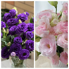 Load image into Gallery viewer, Easy Bloom Eustoma Premium Seeds
