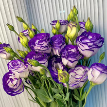 Load image into Gallery viewer, Easy Bloom Eustoma Premium Seeds
