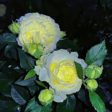 Load image into Gallery viewer, Easy Bloom Eustoma Premium Seeds
