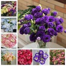Load image into Gallery viewer, Easy Bloom Eustoma Premium Seeds
