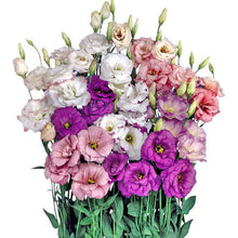 Load image into Gallery viewer, Easy Bloom Eustoma Premium Seeds
