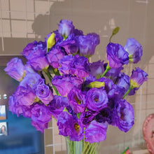 Load image into Gallery viewer, Easy Bloom Eustoma Premium Seeds
