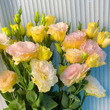 Load image into Gallery viewer, Easy Bloom Eustoma Premium Seeds
